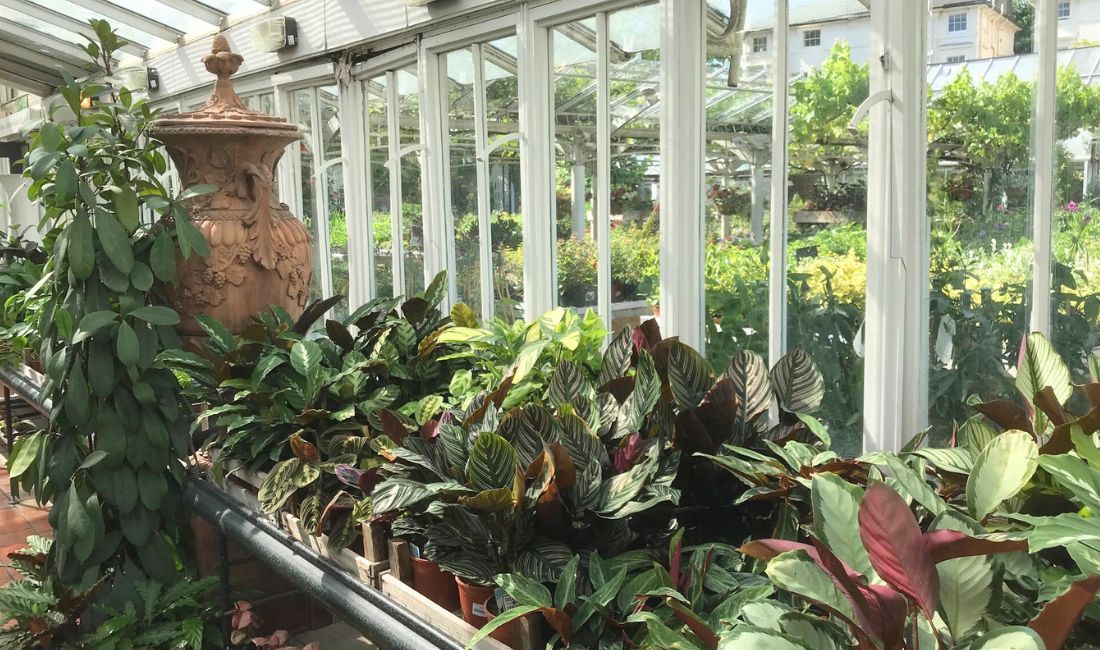 Foliage Houseplants