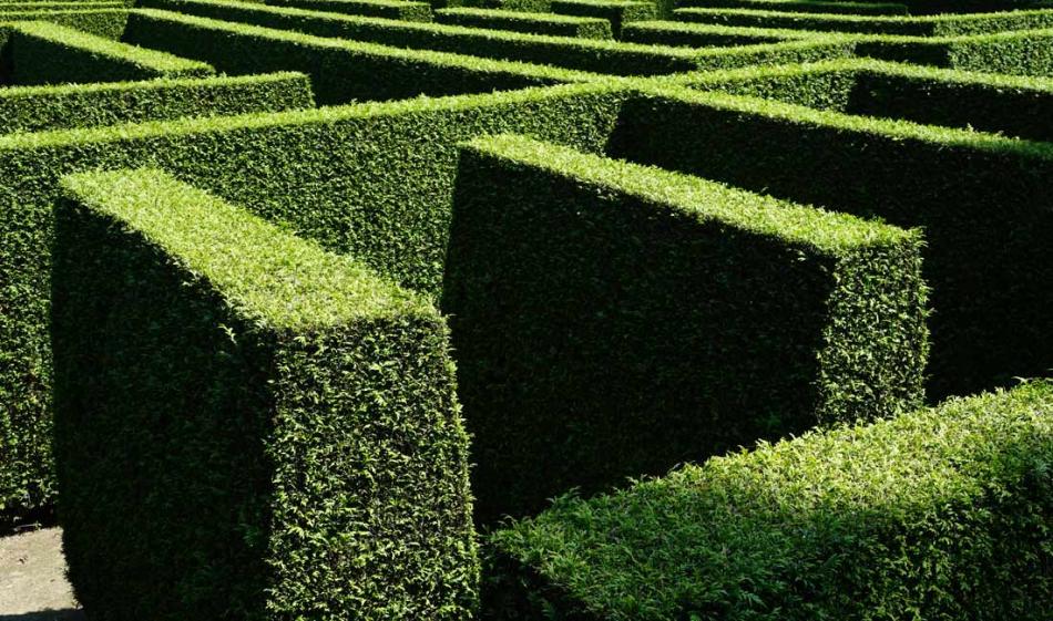Hedges
