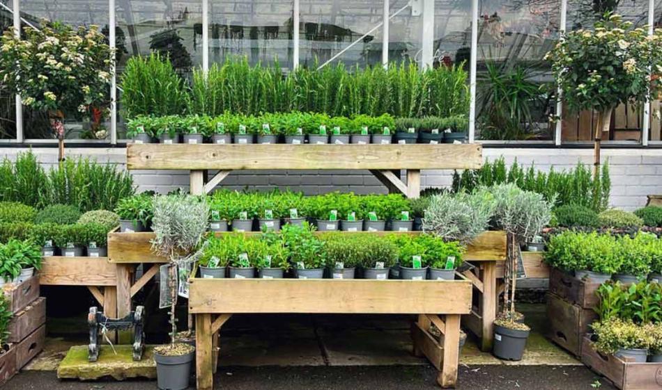 Herbs