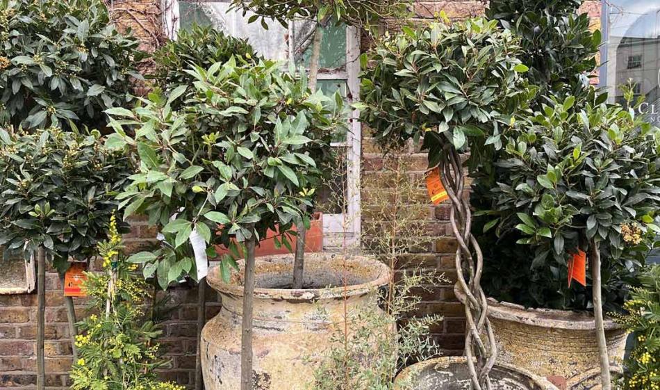 Topiary