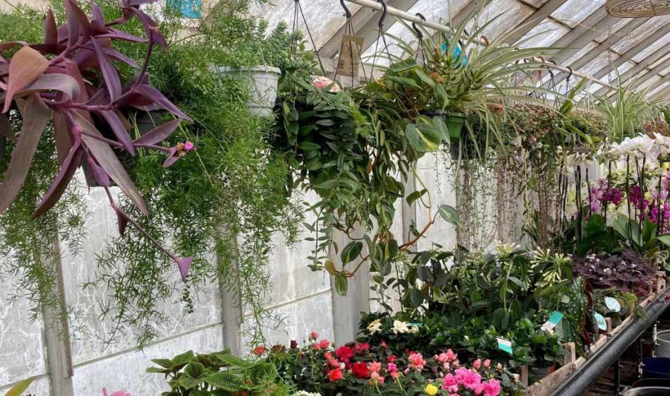 Trailing Houseplants